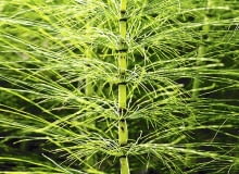 Skrzypy tworzą dwojakiego rodzaju pędy - na zdjęciu pędy letnie Skrzypy tworzą dwojakiego rodzaju pędy - na zdjęciu pędy letnie