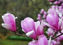 Magnolie w ogrodzie