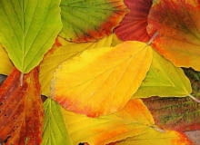 Oczar pośredni Oczar pośredni