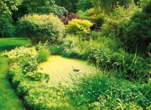 Mały stawik, soczysta zieleń, chłodna mgiełka, kumkanie żab i eskadry ważek... Taki zakątek może ratować ogród przed zalaniem. staw w ogrodzie, sadzawka