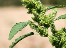 Szarłat szorstki (Amaranthus retroflexus),