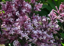 Lilak Meyera Palibin