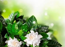 Rośliny doniczkowe uwodzą nas nie tylko urodą kwiatów czy liści. Dodatkowym atutem wielu z nich jest piękny zapach, który z powodzeniem zastąpi odświeżacze powietrza. <BR /> ROŚLINY PACHNĄCE. GARDENIA. Ta roślina o mocno pachnących kwiatach uchodzi za kapryśnicę - może zrzucić pąki i liście zarówno w chłodzie (poniżej 16 st. C), jak i w upale (powyżej 25 st. C), a także w za suchej lub za mokrej ziemi. Trzeba ją regularnie i umiarkowanie podlewać, od czasu do czasu warto też zakwasić wodę sokiem z cytryny (kilka kropli na litr). Rośliny doniczkowe uwodzą nas nie tylko urodą kwiatów czy liści. Dodatkowym atutem wielu z nich jest piękny zapach, który z powodzeniem zastąpi odświeżacze powietrza. <BR /> ROŚLINY PACHNĄCE. GARDENIA. Ta roślina o mocno pachnących kwiatach uchodzi za kapryśnicę - może zrzucić pąki i liście zarówno w chłodzie (poniżej 16 st. C), jak i w upale (powyżej 25 st. C), a także w za suchej lub za mokrej ziemi. Trzeba ją regularnie i umiarkowanie podlewać, od czasu do czasu warto też zakwasić wodę sokiem z cytryny (kilka kropli na litr).