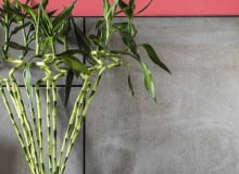 NAWILŻACZ DRACENĘ SANDERA (zwaną też Lucky Bamboo) można uprawiać w naczyniu z wodą, która parując, nawilża powietrze. NAWILŻACZ DRACENĘ SANDERA (zwaną też Lucky Bamboo) można uprawiać w naczyniu z wodą, która parując, nawilża powietrze.