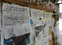 Ogłoszenia mieszkań do wynajęcia rozklejane na murach odchodzą do przeszłości 03.07.2013 Olsztyn . Ogloszenia stancji do wynajecia na tablicy ogloszeniowej w Kortowie .Fot. Przemyslaw Skrzydlo / Agencja GazetaSLOWA KLUCZOWE:stancja wynajem studenci mieszkanie