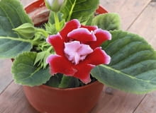 Syningii lepiej nie wynosić latem na balkon. Słońce i deszcze mogą zniszczyć liście i kwiaty.