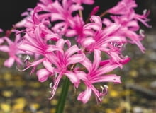 Kwiatostan nerniny zbudowany jest z dzwonkowatych kwiatów i ma kilkunastocentymetrową średnicę. Kwiatostan nerniny zbudowany jest z dzwonkowatych kwiatów i ma kilkunastocentymetrową średnicę.