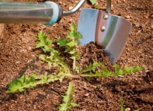 Ręczne usuwanie chwastów Ręczne usuwanie chwastów