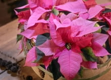 Gwiazda betlejemska - bożenarodzeniowe aranżacje Gwiazda betlejemska - bożenarodzeniowe aranżacje