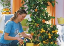`Frau dngt Citrus sinensis ( Orange ) und Citrus mitis( Calamondinorange ) mit Flssigdnger