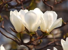 Magnolia naga jest 10-15-metrowym drzewem. Kwiaty pachnące cytryną ukazują się w kwietniu. W młodym wieku może przemarzać. Magnolia naga jest 10-15-metrowym drzewem. Kwiaty pachnące cytryną ukazują się w kwietniu. W młodym wieku może przemarzać.