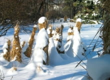 13.02.2003 WARSZAWA OGROD BOTANICZNY UNIWERSYTETU WARSZAWSKIEGO ALEJE UJAZDOWSKIE OKRYWANIE ROSLIN SLOMA CHOCHOL ZIMA SNIEGFOT. PAWEL SLOMCZYNSKI / AGENCJA GAZETAPUBLIKACJA KWIETNIK NR 1 (133) - 1.2006PUBLIKACJA LADNY DOM NUMER SPECJALNY - OGROD 1/2011 - 4 2011