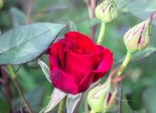 Jesienna pielęgnacja róż Jesienna pielęgnacja róż