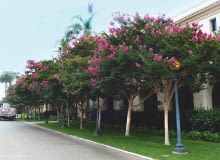 W KRAJACH o ciepłym klimacie kwitnące drzewa lagestremii zdobią ulice i parki. W KRAJACH o ciepłym klimacie kwitnące drzewa lagestremii zdobią ulice i parki.