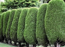 FORMY KOLUMNOWE iglaków prawie nie wymagają strzyżenia. Przycinamy tylko ich górne części, by żywopłot był równy.