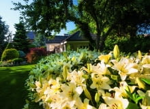 Lilie 'Ercolano' posadzone w potężnej grupie stanowią latem niezwykle efektowny akcent.