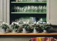 kwiaty doniczkowe, cyklamen, kwiaty w stylu retro, rośliny we wnętrzu