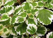 Plektrantus ROSLINY PLEKTRANTUS ' VARIEGATA ' PLECTRANTHUS COLEOIDES FOT. WIESLAW GAWRYS PUBLIKACJA KWIETNIK NR 5 (173) - 5 2009 PUBLIKACJA CZTERY KATY NR 6 (224) - 6 2010 SLOWA KLUCZOWE: ROSLINY ZDJĘCIE DO WKŁADKI: PUBLIKACJA KWIETNIK NR 5 (173) - CZASOPISMA