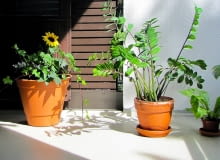 Zamiokulkas Zamiokulkas