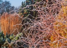Salix x erythroflexuosa 'Golden Curls'