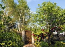 Drzewa przy ogrodzeniu Drzewa przy ogrodzeniu