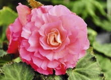 Begonia bulwiasta Begonia bulwiasta