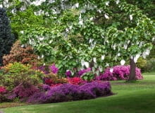 TZW. DRZEWO CHUSTECZKOWE (DAVIDIA INVOLUCRATA) budzi zaciekawienie zwiedzających.