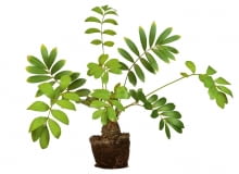 Zamia (Zamia furfuracea) Zamia (Zamia furfuracea)