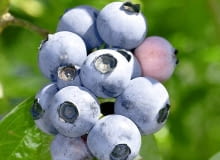 Borówka amerykańska