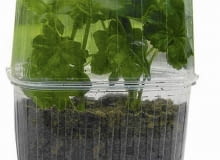 Rozsada z roślin sezonowych. Można ją robić latem podczas przycinania roślin 13.07.2004 WARSZAWA OGROD PRYWATNY SADZONKI ROSLIN BALKONOWYCH PRZYGOTOWANIE SADZONEK ROSLINY BALKONOWE MINISZKLARENKA ROZMNAZANIE WEGETATYWNE PELARGONIA PELARGONIUM ROSLINA DONICZKOWA FOT. PAWEL SLOMCZYNSKI / AGENCJA GAZETA PUBLIKACJA KWIETNIK NR 9 (117) - 9.2004 SLOWA KLUCZOWE: OGRODNICTWO ROSLINY ZDJĘCIE DO WKŁADKI: PUBLIKACJA KWIETNIK NR 9 (117) - CZASOPISMA