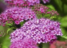 tawuła latem tawuła latem