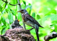 Kwiczoł może mieć nawet dwa lęgi w roku - pierwszy już w kwietniu. Młode zwykle opuszczają gniazdo po dwóch tygodniach, jeszcze jako nieloty. Kwiczoł może mieć nawet dwa lęgi w roku - pierwszy już w kwietniu. Młode zwykle opuszczają gniazdo po dwóch tygodniach, jeszcze jako nieloty.
