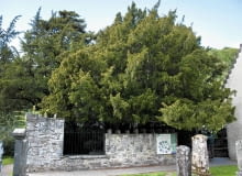 Najstarsze drzewo Europy - cis w Fortingall w Szkocji - liczy sobie ponad 2 tysiące lat. Najstarsze drzewo Europy - cis w Fortingall w Szkocji - liczy sobie ponad 2 tysiące lat.