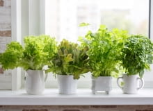 Zimowy ogródek na parapecie - jak uprawiać rośliny i zioła w domu Zimowy ogródek na parapecie - jak uprawiać rośliny i zioła w domu