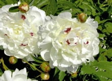 ONE TIME USE ONLY DO JEDNORAZOWEGO UZYCIA ROSLINY KWIATY PIWONIA PAEONIA ' FESTIVA MAXIMA ' FOT. JOLANTA PIEKARZ PUBLIKACJA OGRODY NR 6 (122) - 6 2009