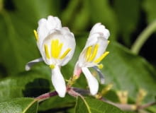 KWIATY JAGODY KAMCZACKIEJ rozwijają się zwykle na początku kwietnia. Zdolne są przetrwać mróz do -8°C. Trudno zapładniają się własnym pyłkiem, lepiej wiążą owoce zapylone inną odmianą.