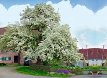 Malownicze grusze spotykane niekiedy w małych miasteczkach są pozostałością okazów rosnących dawniej licznie na miedzach. Malownicze grusze spotykane niekiedy w małych miasteczkach są pozostałością okazów rosnących dawniej licznie na miedzach.