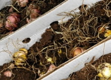 Cebule lilii wrażliwych na mróz (np. z grupy orientalnych)przechowujemy w chłodnym pomieszczeniu. Muszą być przykryte warstwą torfu. Cebule lilii wrażliwych na mróz (np. z grupy orientalnych)przechowujemy w chłodnym pomieszczeniu. Muszą być przykryte warstwą torfu.