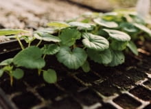 Paletki do rozsad Paletki do rozsad