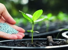 Nawozy o przedłużonym działaniu w formie granulek rozsypujemy po powierzchni i mieszamy z górną warstwą podłoża. Nawozy o przedłużonym działaniu w formie granulek rozsypujemy po powierzchni i mieszamy z górną warstwą podłoża.