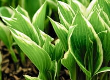 FUNKIĘ z lekko rozwiniętymi liśćmi można jeszcze bezpiecznie przesadzać. Po tym zabiegu trzeba ją obficie podlać.