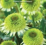 Okładka katalogu Dutch Gardens Wiosna 2012 Okładka katalogu Dutch Gardens Wiosna 2012