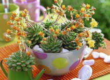 Eszeweria kwitnie latem, tworząc pomarańczowe dzwoneczki. Na zdjęciu: mieszaniec 'Ben Badis'. Echeveria in gepunkteter Glasschale und Metallgie?k nnchen, wei?e Kieselsteine SLOWA KLUCZOWE: 000 Balkon Echeveria GAP Portr t Schale Sommer Sukkulente Tisch Topf drau?en orange Farbe quer