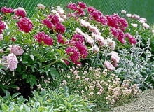 Piwonie z posadzonymi obok niskimi bylinami - czyśćcem wełnistym i posłonkiem tworzą uroczą, zachwycającą obfitością kwiatów rabatę.