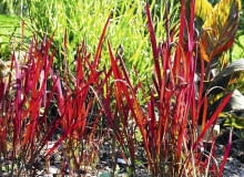 Imperata cylindryczna 'Red Baron' (Imperata cylindrica). Osiąga 60cm wysokości. Tworzy rozłogi. Kwitnie od sierpnia do września. Lubi słońce i sporo wilgoci w glebie. trawy ozdobne,