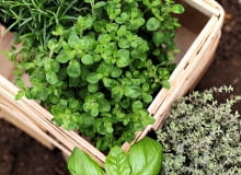 LIŚCIE ŚCINAMY tylko ze zdrowych roślin. Na zdjęciu: bazylia, tymianek, oregano, rozmaryn. LIŚCIE ŚCINAMY tylko ze zdrowych roślin. Na zdjęciu: bazylia, tymianek, oregano, rozmaryn.