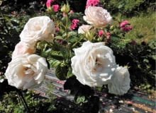 Róża rabatowa Madame Anisette Róża rabatowa Madame Anisette