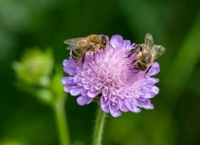 Wszystkie informacje na temat tego, jak możemy pomóc wielu owadom znajdziemy na stronie www.pszczolkamaja-ochronaowadow.pl