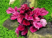 Ten mieszaniec powstał ze skrzyżowania begonii królewskiej z B. metallica Begonia rex