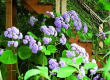 Bartlettinę można latem uprawiać na zewnątrz. Nie liczmy jednak na to, że zbierzemy jej nasiona, bo w Polsce słabo dojrzewają.